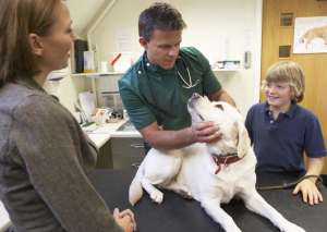Hunde OP Versicherung - Orthopädische Eingriffe 