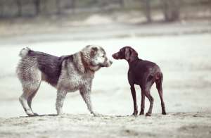 Hunde OP Versicherung- Hunde 